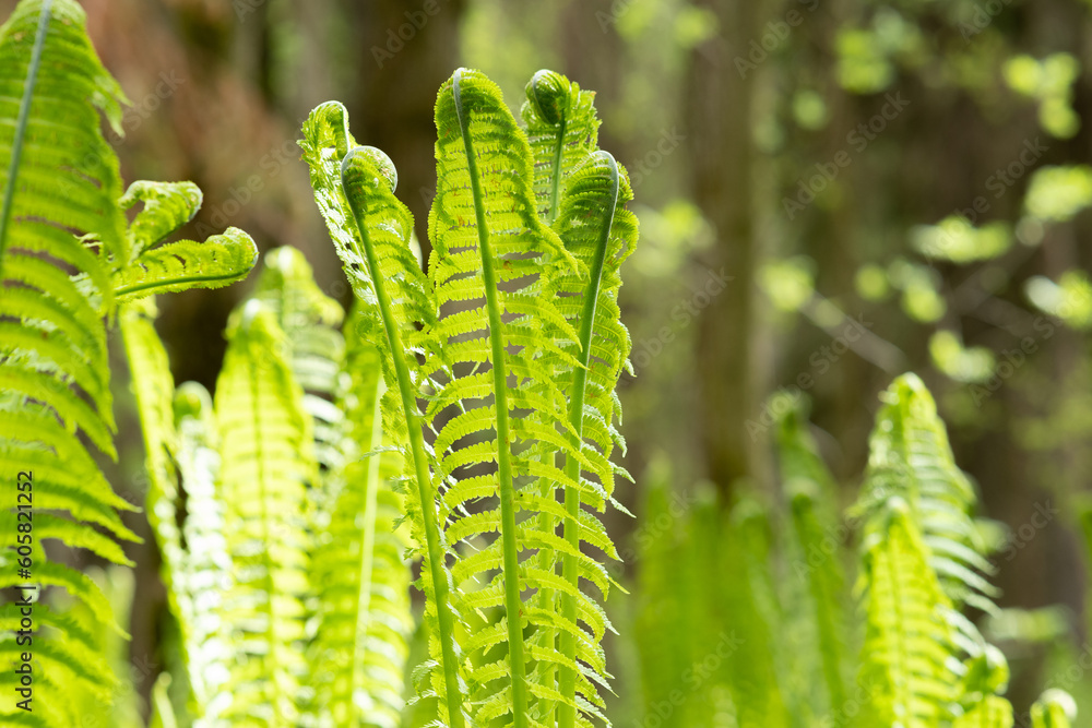 natural sunny spring background, sprouts of ostrich fern close-up