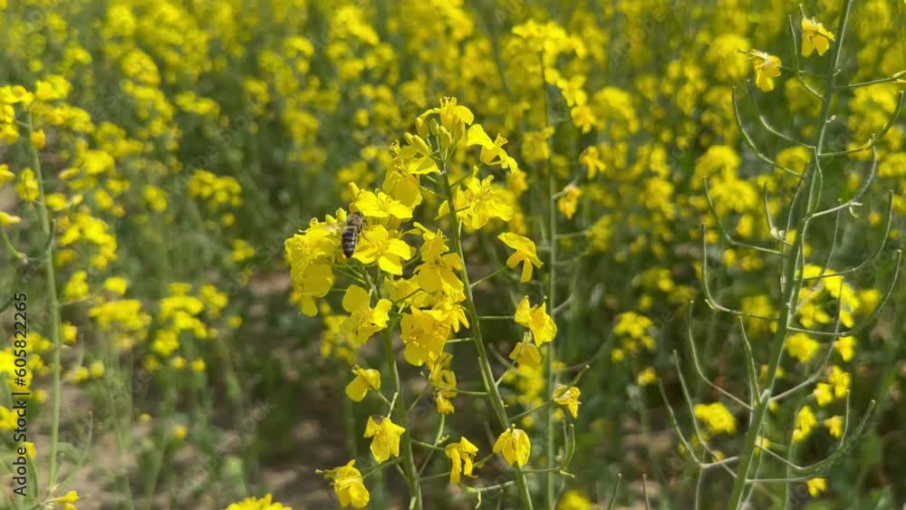 rape blossoms in a summer field with a bee at sunset