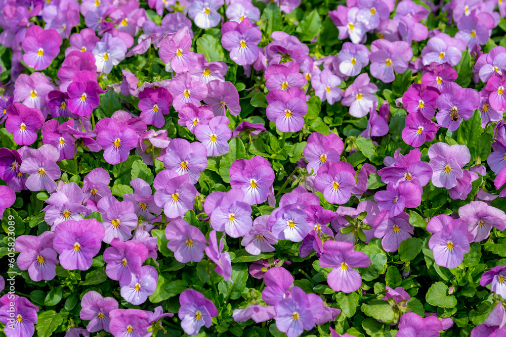Selective focus of flower Viola tricolor blooming in the garden, Colourful of violet flowers with white, purple pink and green leaves, Seamless floral pattern texture, Nature background. Selective focus of flower Viola tricolor blooming in the garden, Colourful of violet flowers with white, purple pink and green leaves, Seamless floral pattern texture, Nature background.