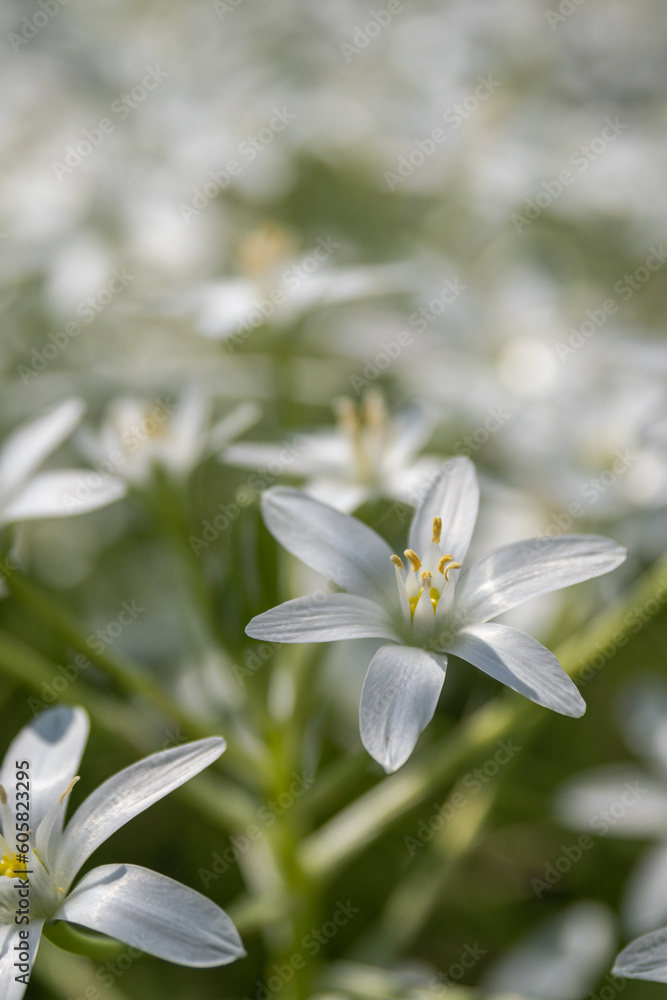 Fototapeta premium White lily lily in detail. 