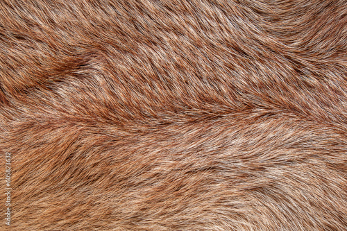 Texture. Animal fur. The coat is long and short. Colored and monochrome wool. Fox wool. Hedgehog fur.