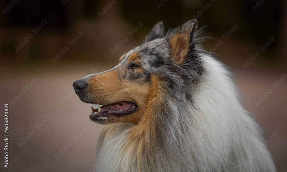 portrait of a collie dog