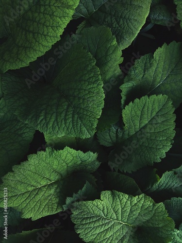 Dark green leaves in the forest background