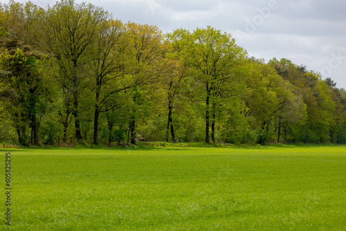 Spring landscape with green meadow and the forest under blue sky, Branches trees with new young green leaves in the wood, Farmland in countryside with grass fields, Netherlands. 