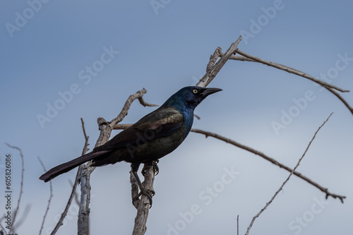 Common Grackle (Quiscalus quiscula) perched on branch against gray sky photo