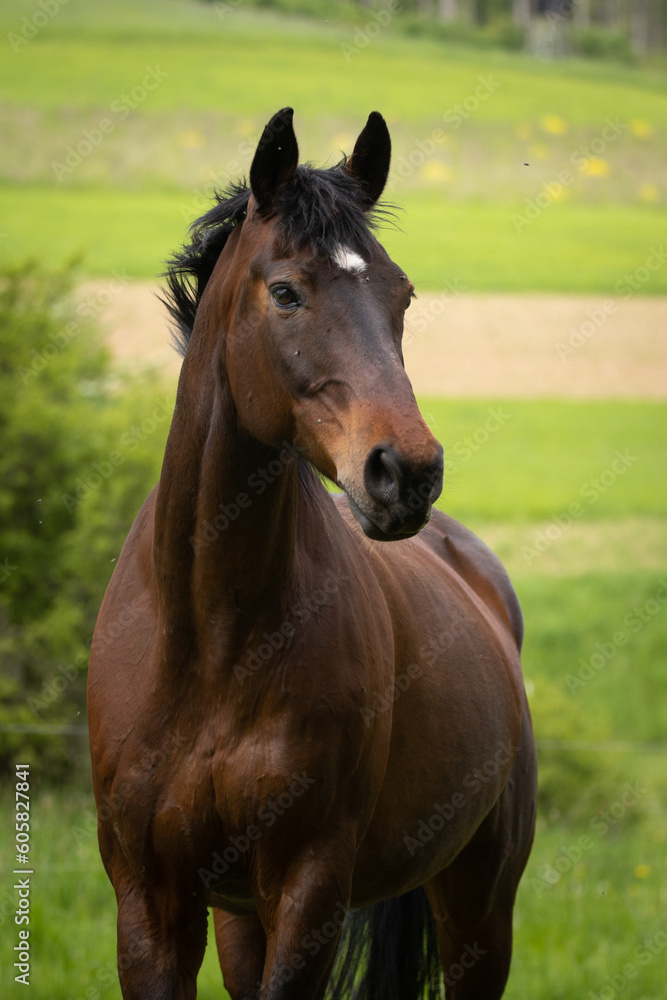 Fototapeta premium Brauner im Portrait