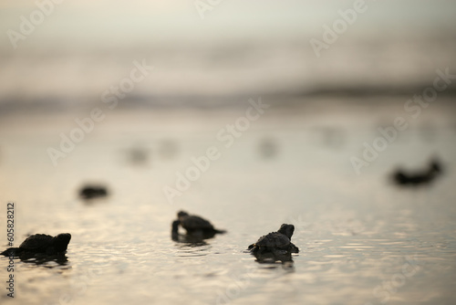 grupo de Tortugas Marinas enrando al mar primera vez photo