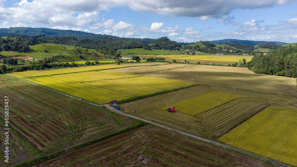 Colheita dos campos de arroz