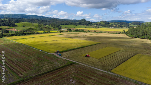 Colheita dos campos de arroz photo