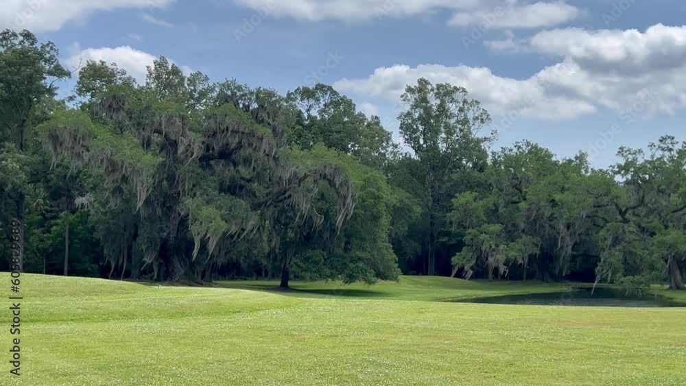 Large green grassy field with a Spanish Moss tree in the center blowing in the breeze Large green grassy field with a Spanish Moss tree in the center blowing in the breeze