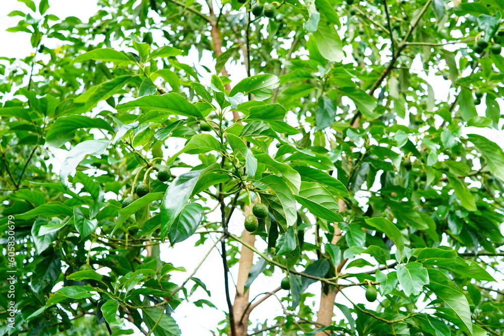 Obraz premium The avocado fruit is not mature in the garden.