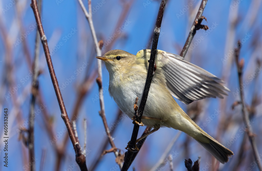 Fototapeta premium Willow warbler bird in Scotland in spring in the sunshine on a branch with bright blue sky