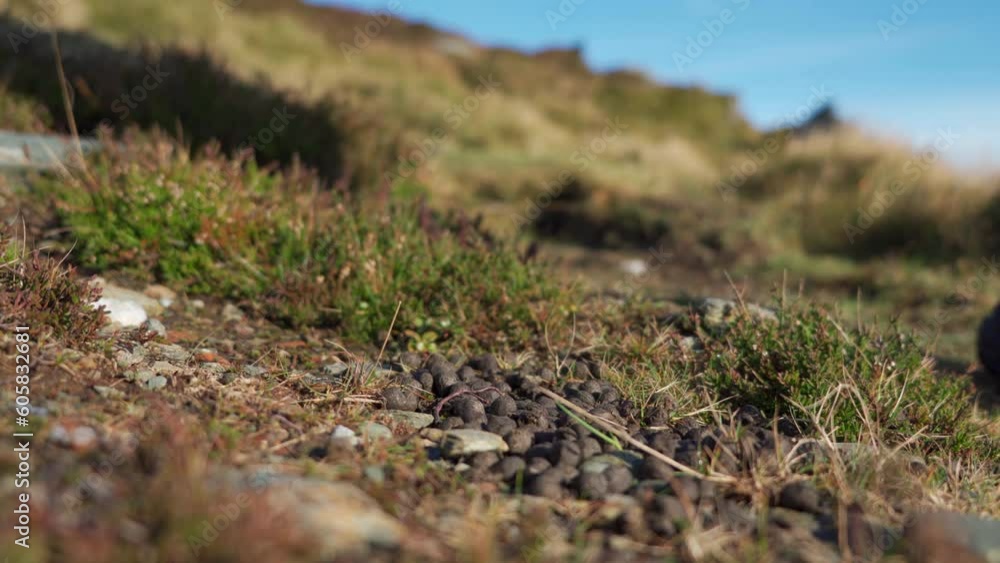 The legs of a person walking past sheep droppings The legs of a person walking past sheep droppings