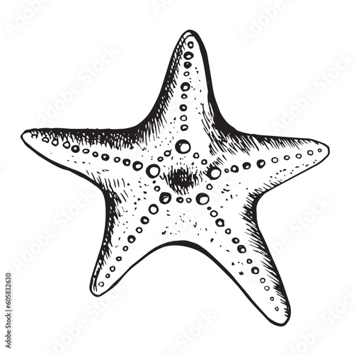 Photography Hand drawn marine Starfish nature ocean aquatic underwater vector