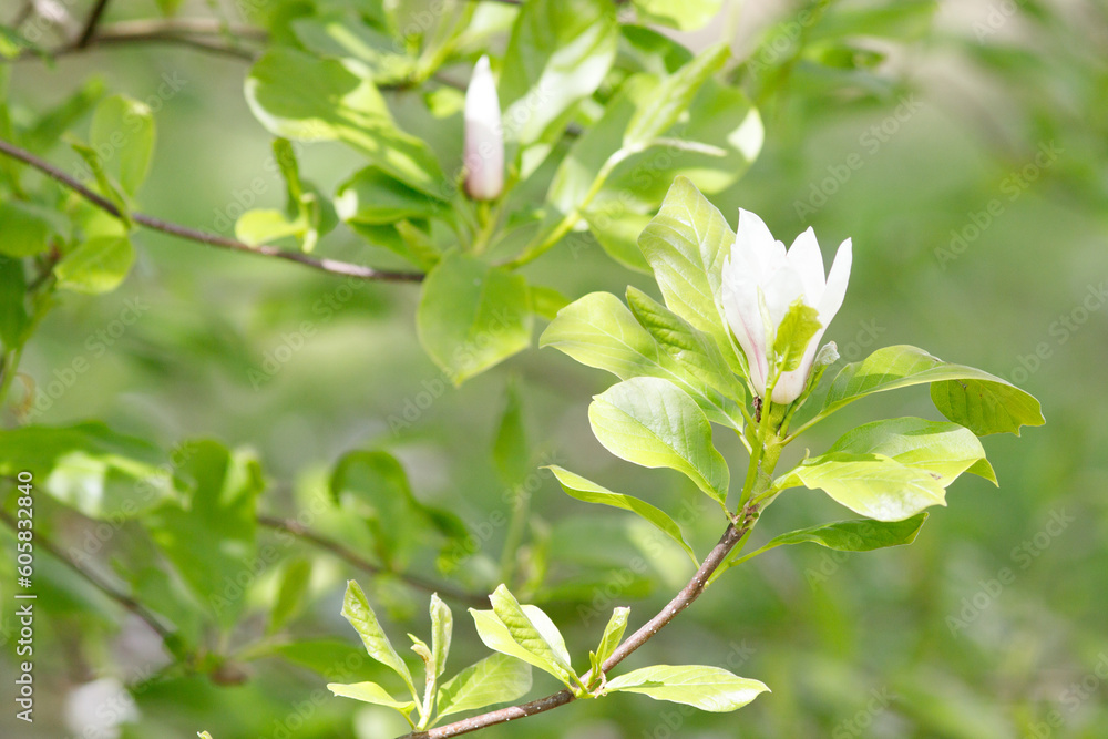 Fototapeta premium white spring flowers