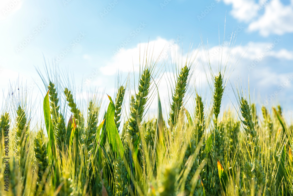 Wheat is growing in the field ,The wheat fields are under the blue sky and white clouds Wheat is growing in the field ,The wheat fields are under the blue sky and white clouds