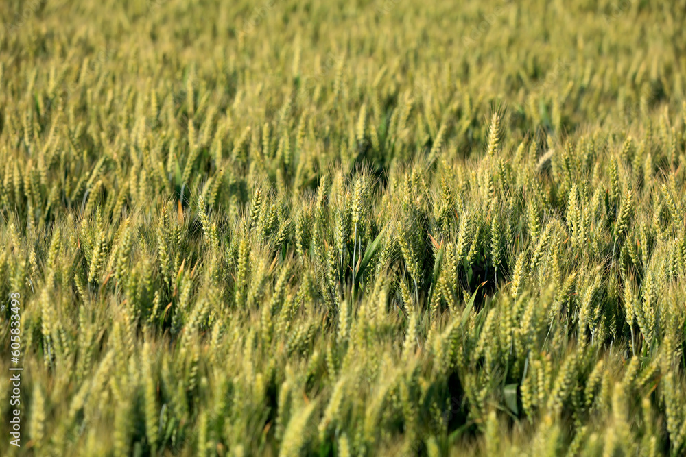 Wheat is growing in the field ,The wheat fields are under the blue sky and white clouds Wheat is growing in the field ,The wheat fields are under the blue sky and white clouds