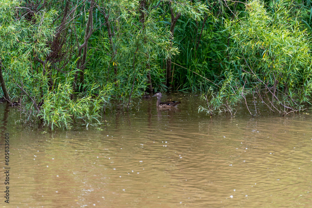 Fototapeta premium Wood Ducks Swimming On The River In Summer