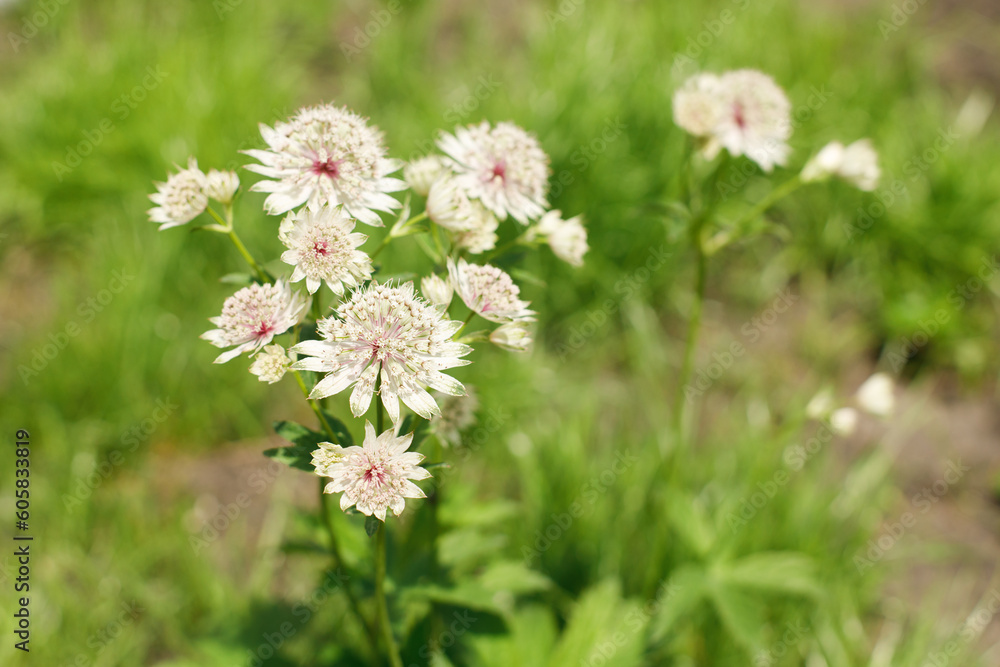 Astrantia major flowers in countryside garden. Astrantia blooming in sunny summer meadow. Biodiversity and landscaping garden flower beds