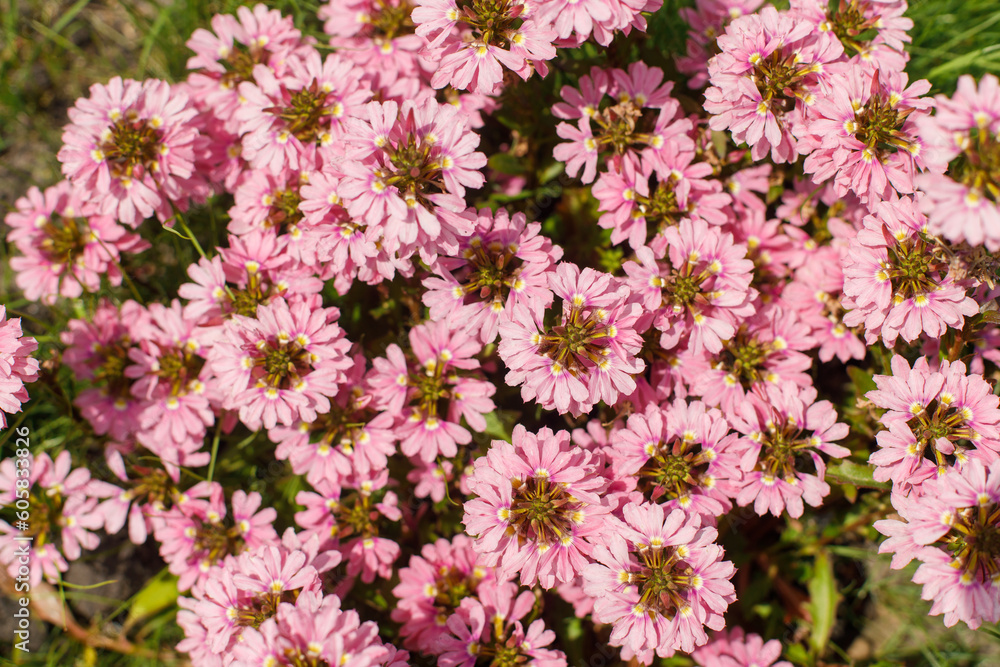 Scaevola pink flowers in countryside garden. Scaevola aemula blooming in sunny summer meadow. Biodiversity and landscaping garden flower beds Scaevola pink flowers in countryside garden. Scaevola aemula blooming in sunny summer meadow. Biodiversity and landscaping garden flower beds