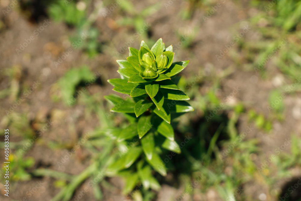 Lilium bud in countryside garden. Lily stem with flower buds on ground background. Biodiversity and landscaping garden flower beds Lilium bud in countryside garden. Lily stem with flower buds on ground background. Biodiversity and landscaping garden flower beds