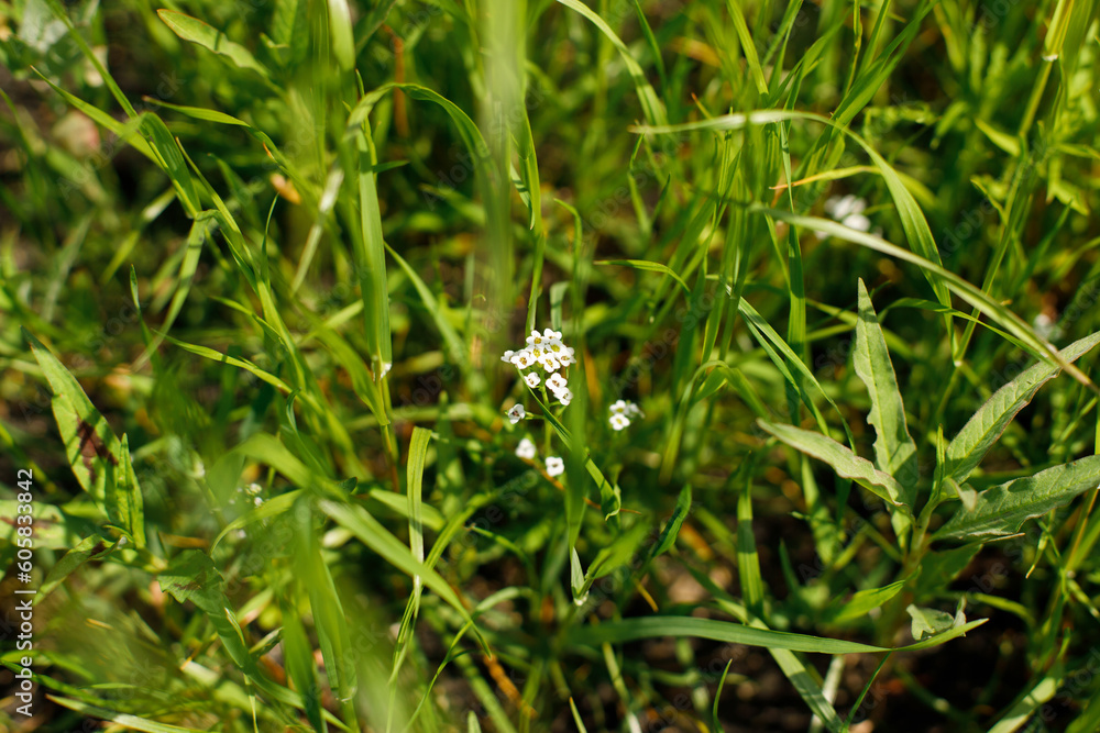 Alyssum flowers in countryside garden. Lobularia blooming in sunny summer meadow. Biodiversity and landscaping garden flower beds Alyssum flowers in countryside garden. Lobularia blooming in sunny summer meadow. Biodiversity and landscaping garden flower beds
