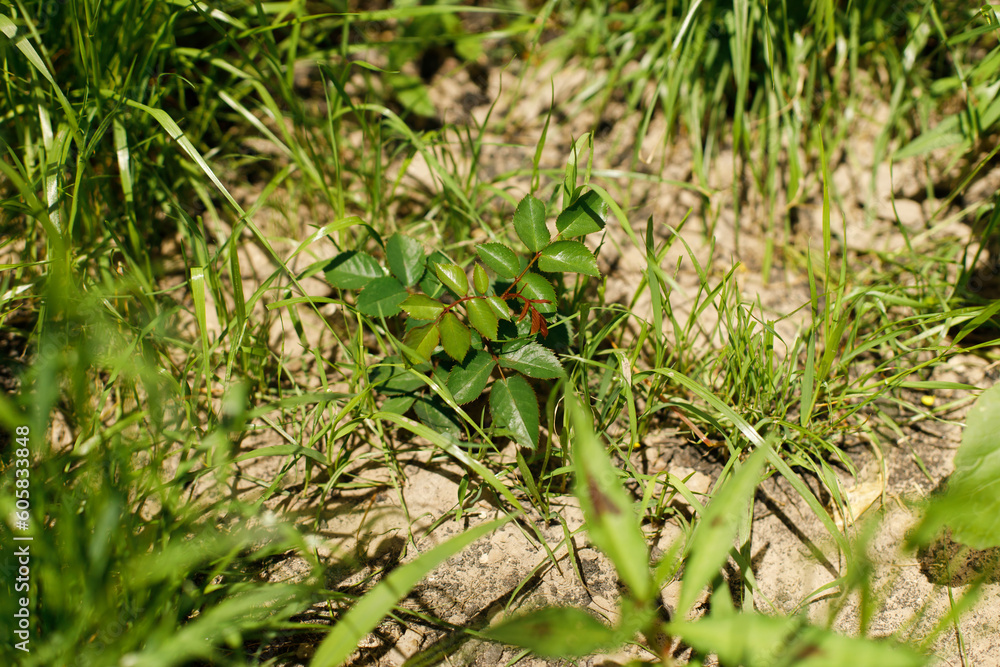 Rose planted in soil. Planting english roses in countryside garden. Biodiversity and landscaping garden flower beds Rose planted in soil. Planting english roses in countryside garden. Biodiversity and landscaping garden flower beds