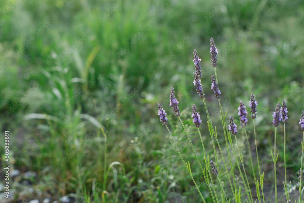 Lavender flowers in countryside garden. Lavender blooming in sunny summer meadow. Biodiversity and landscaping garden flower beds. Lavender flowers in countryside garden. Lavender blooming in sunny summer meadow. Biodiversity and landscaping garden flower beds.
