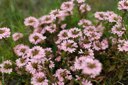 Scaevola pink flowers in countryside garden. Scaevola aemula blooming in sunny summer meadow. Biodiversity and landscaping garden flower beds