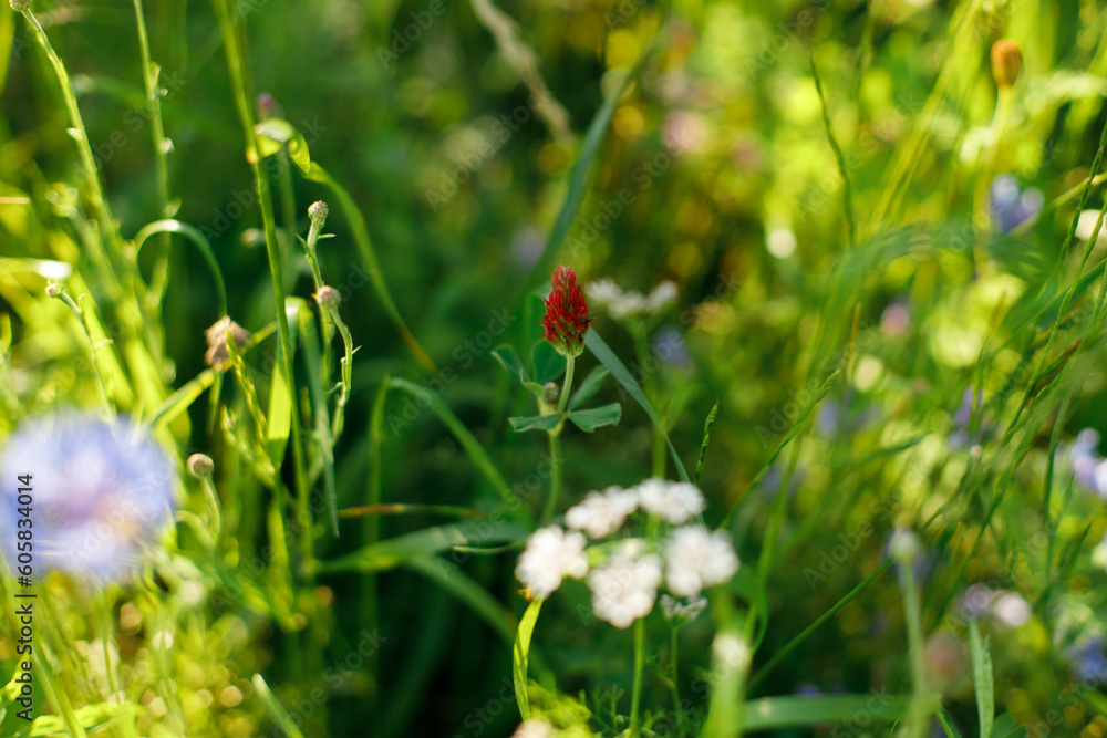 Red clover in wild countryside garden. Blooming trifolium wildflowers in sunny summer meadow. Biodiversity and landscaping garden flower beds. Red clover in wild countryside garden. Blooming trifolium wildflowers in sunny summer meadow. Biodiversity and landscaping garden flower beds.