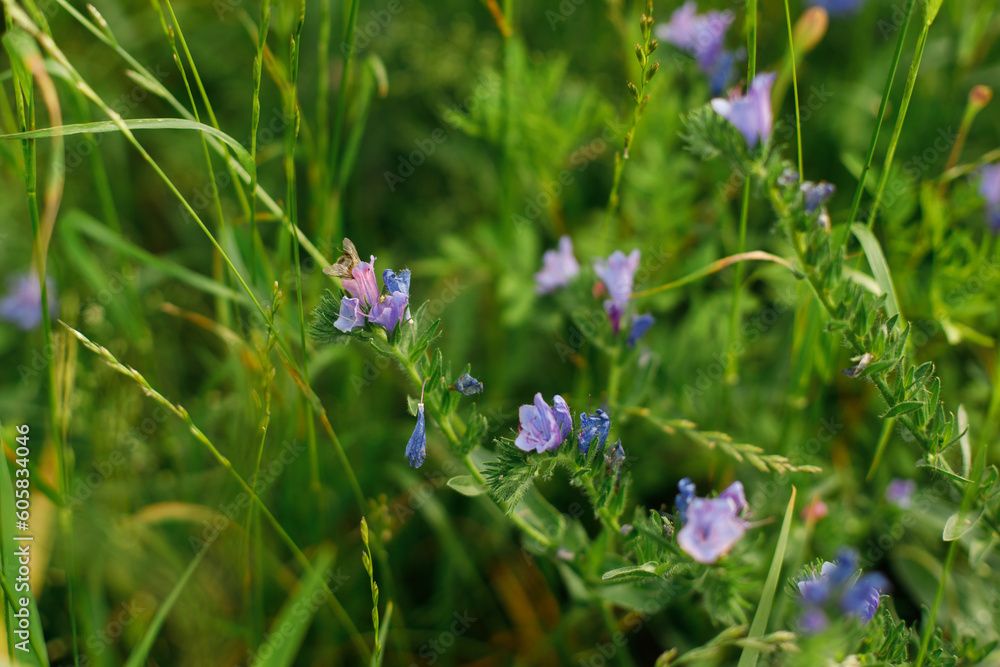 Echium flower with bee in countryside garden. Blue Echium blooming in sunny summer meadow. Biodiversity and landscaping garden flower beds Echium flower with bee in countryside garden. Blue Echium blooming in sunny summer meadow. Biodiversity and landscaping garden flower beds