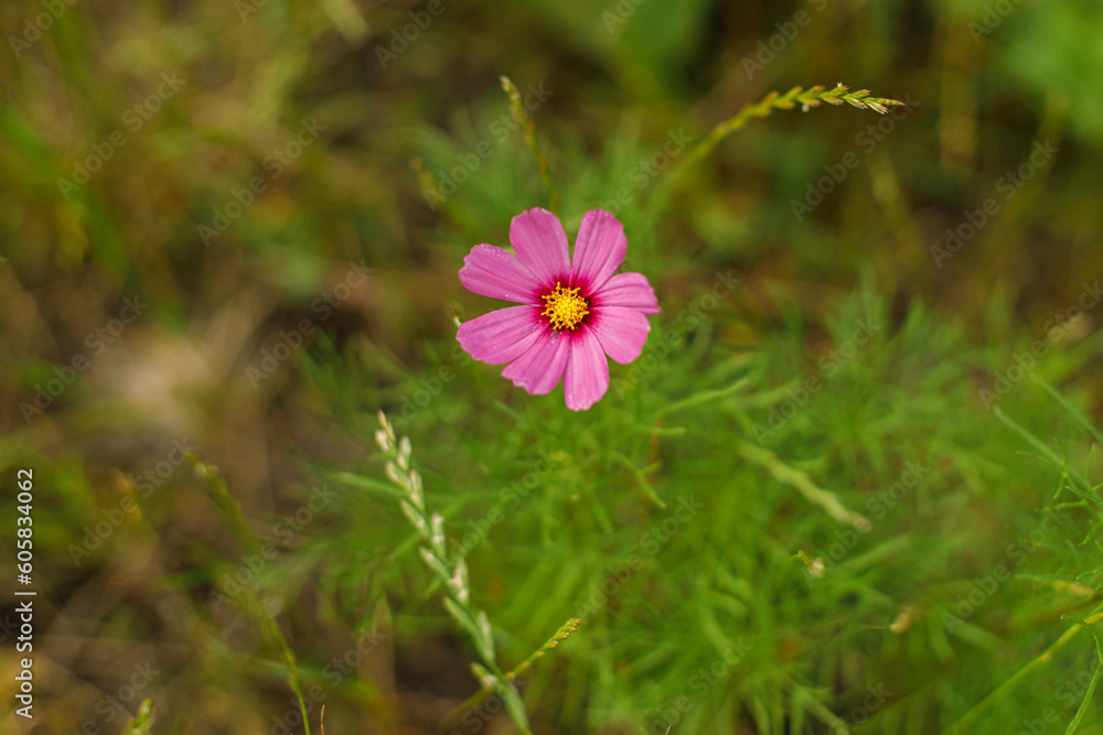 Obraz premium Beautiful cosmos flower in wild countryside garden. Blooming cosmos wildflowers in sunny summer meadow. Biodiversity and landscaping garden flower beds. Summer banner