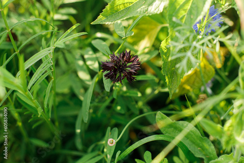 Black Cornflower in wild countryside garden. Blooming wildflower in sunny summer meadow. Biodiversity and landscaping garden flower beds