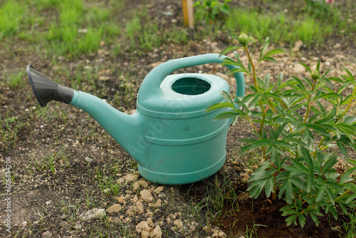 Watering can at peony bush in countryside garden. Watering plants in summer garden concept.
