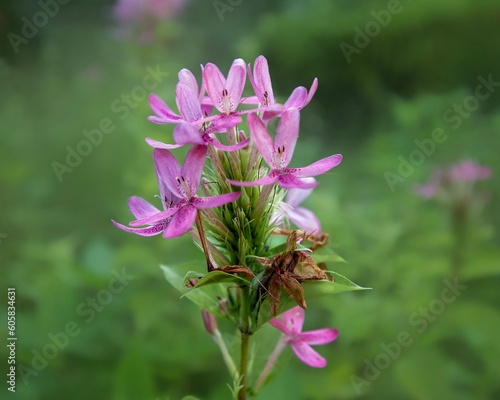 Ruttyruspolia 'Phyllis Van Heerden' at a local park