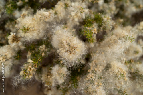 desert flowers