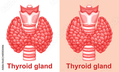 Thyroid gland, trachea anatomy, parathyroid organ human endocrine system health icon. Hypothyroid, hyperthyroid endocrinology disease medical treatment. Thyroiditis, thyroxine hormone control. Vector 