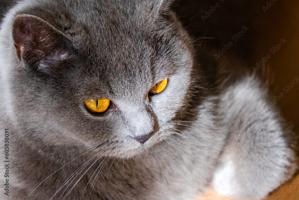 cute grey british short hair cat portrait