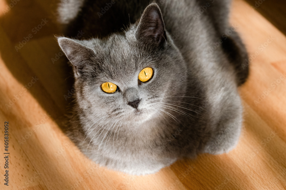 cute grey british short hair cat portrait cute grey british short hair cat portrait