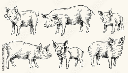 Pig and piglet set. Farm, village and pet stickers in hand drawn style. Animal for agriculture sketch. Mammals, pork, meat concept. Black and white flat vector collection isolated on white background