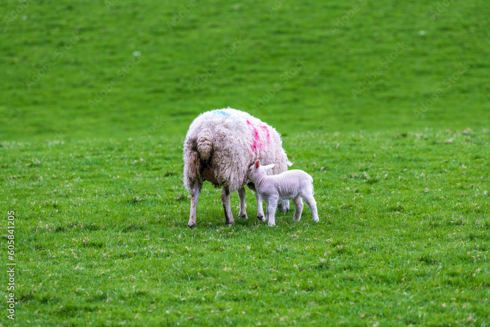 sheep: baby lambs in spring on green field with nursing mother ewe shot in Perthshire Scotland month of May room for text
