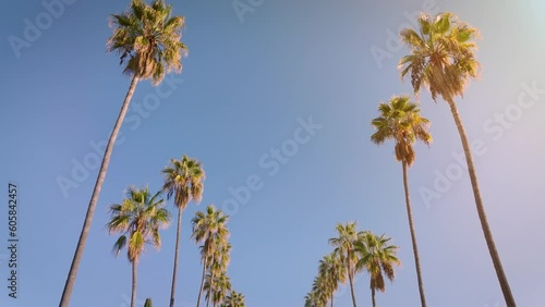 Camera looks up as it moves past rows a palm trees in Los Angeles California