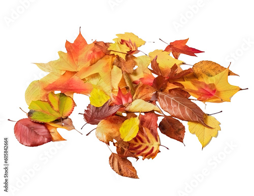 A picture of fall foliage with a range of hues transparent background