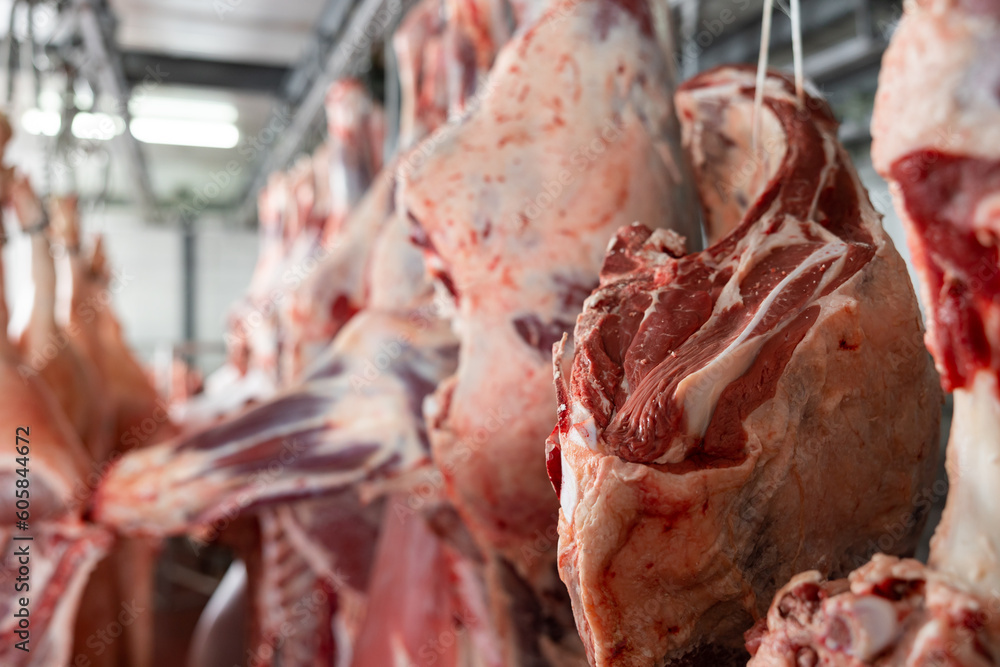 Lot of half cow chunks fresh hung and arranged in a row in a large fridge in the fridge meat industry