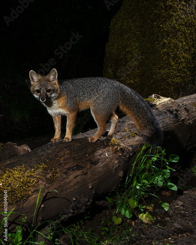 Clever Dude - Grey Fox (Urocyon cinereoargenteus) hunting at night.