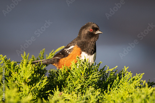 Who's there? Spotted Towhee (Pipilo maculatus) on alert for intruders photo