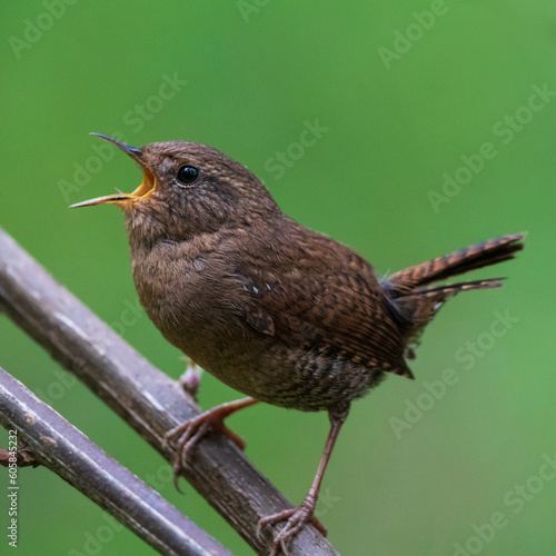 Over Here! Pacific Wren (Troglodytes pacificus) sings in the understory of a forest in Western Oregon