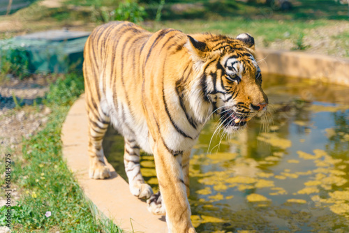 manchurian  tiger in the wildlife park