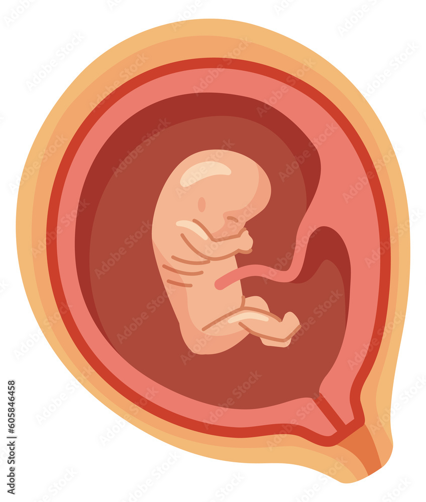 Embryo cartoon icon. Human pregnancy. Baby in uterus Embryo cartoon icon. Human pregnancy. Baby in uterus