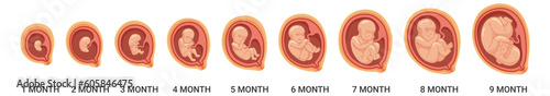 Fotografie, Obraz Fetal stages. Human embryo growth process. Pregnancy cartoon icon
